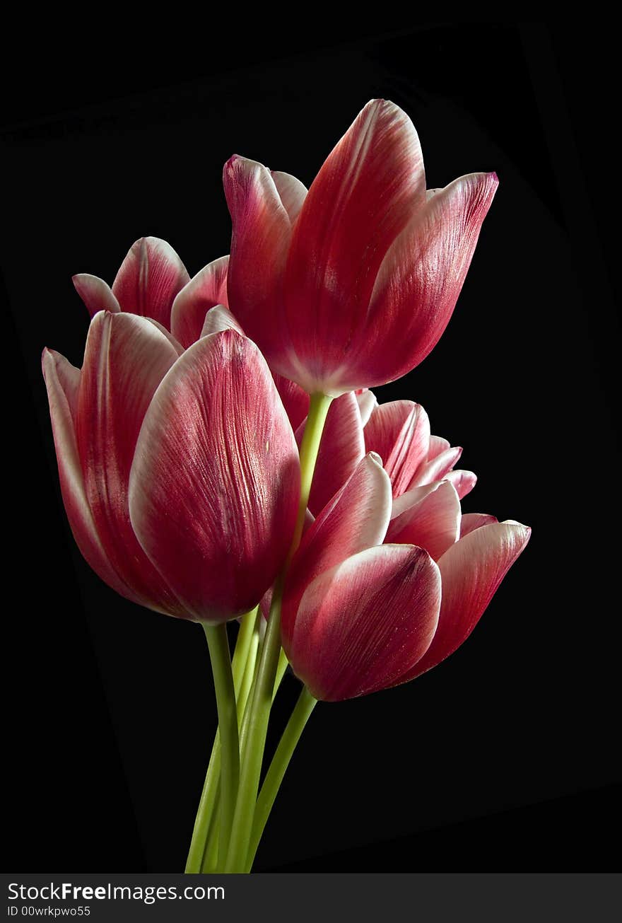 Red tulips on black background