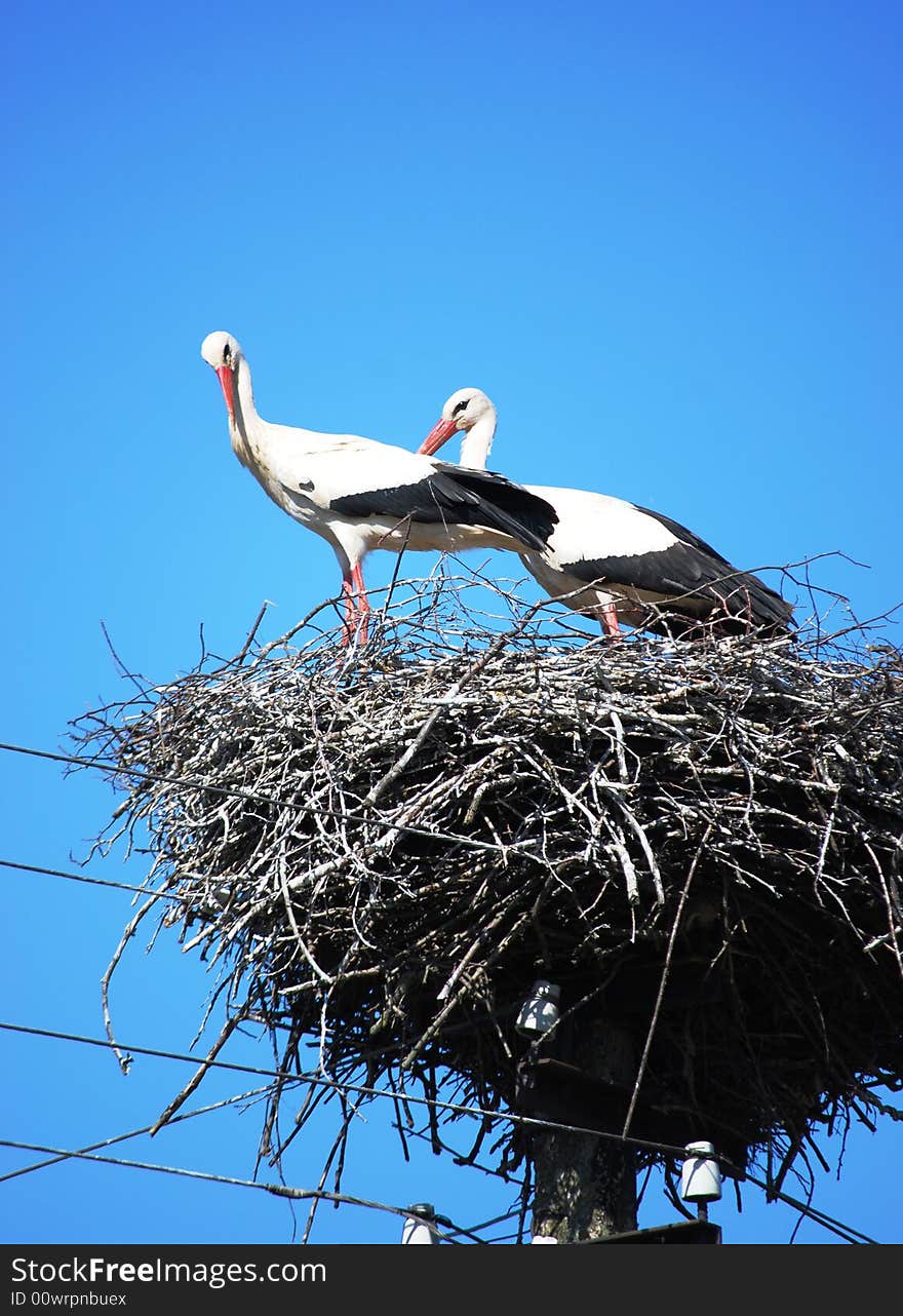 Beautiful stork family at the background of blue skies. Beautiful stork family at the background of blue skies