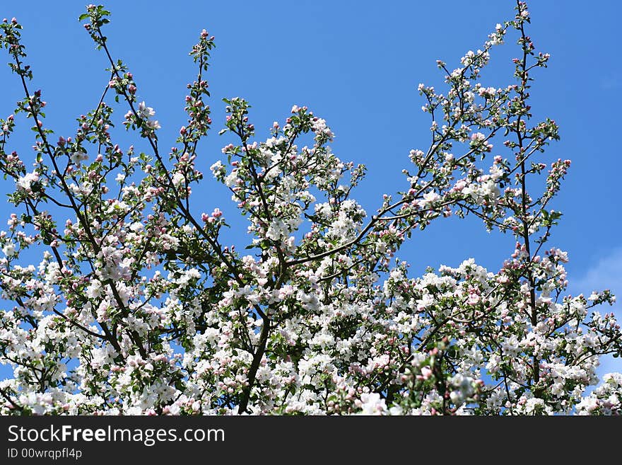 Blooming apple-tree