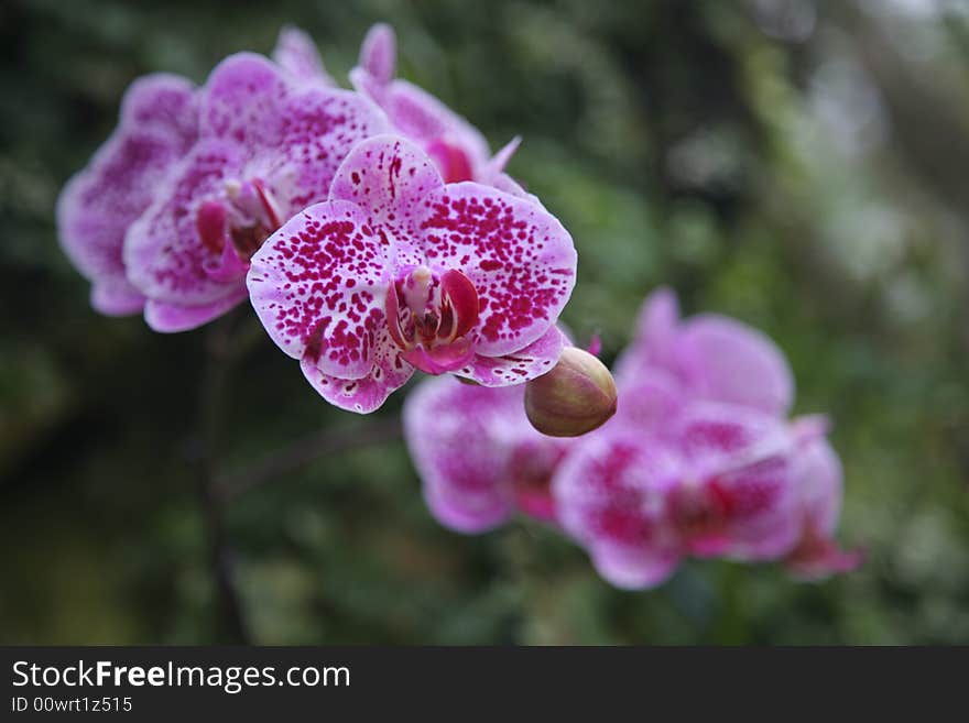 Pink orchid in botanic garden