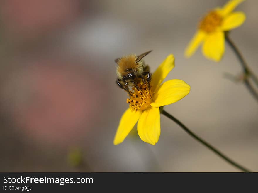 Yellow flowers and insect, close-up