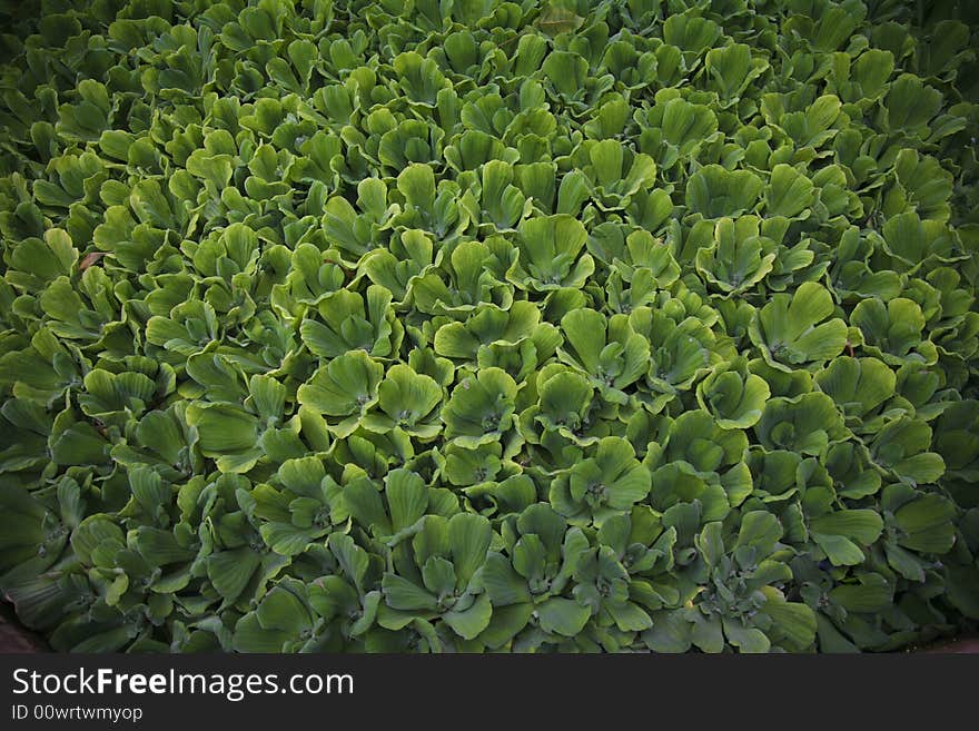 Green cabbage in botanic garden