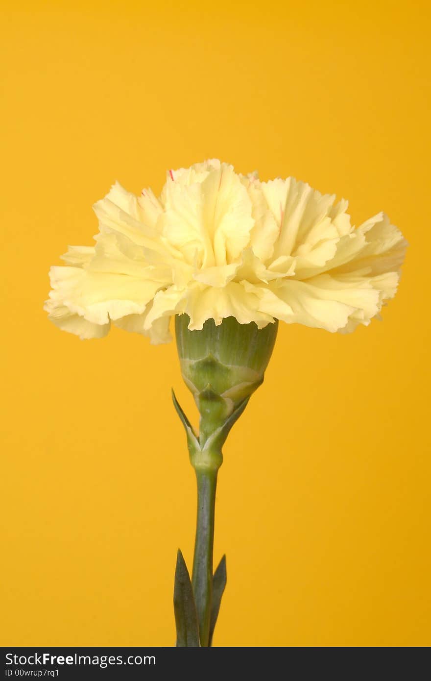 Yellow carnation