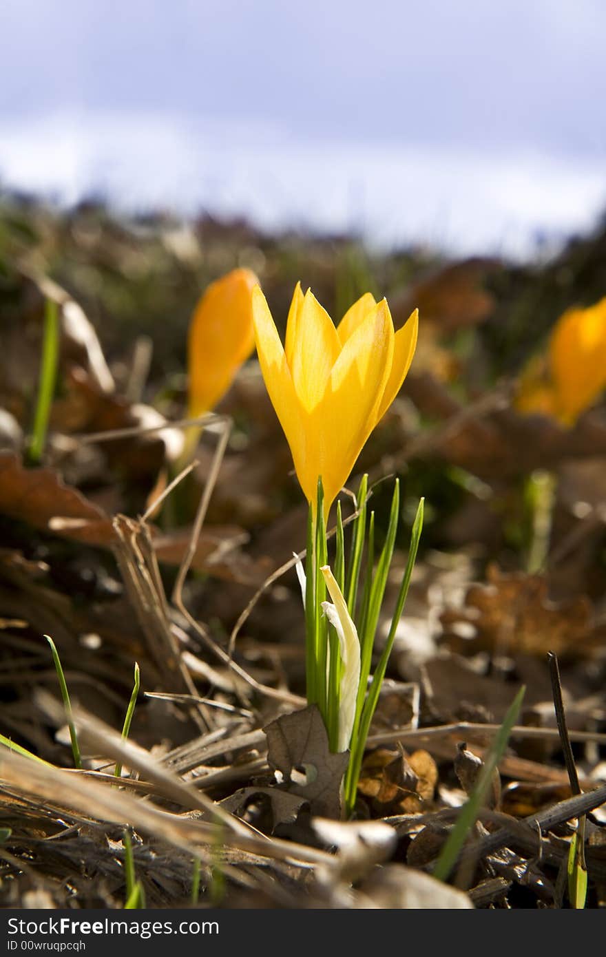 Small yellow crocus in the forest