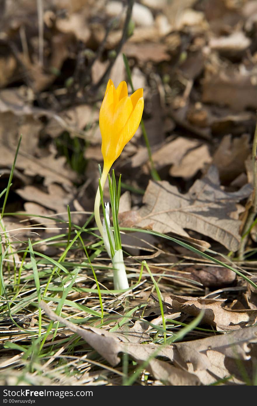 Small yellow crocus in the forest