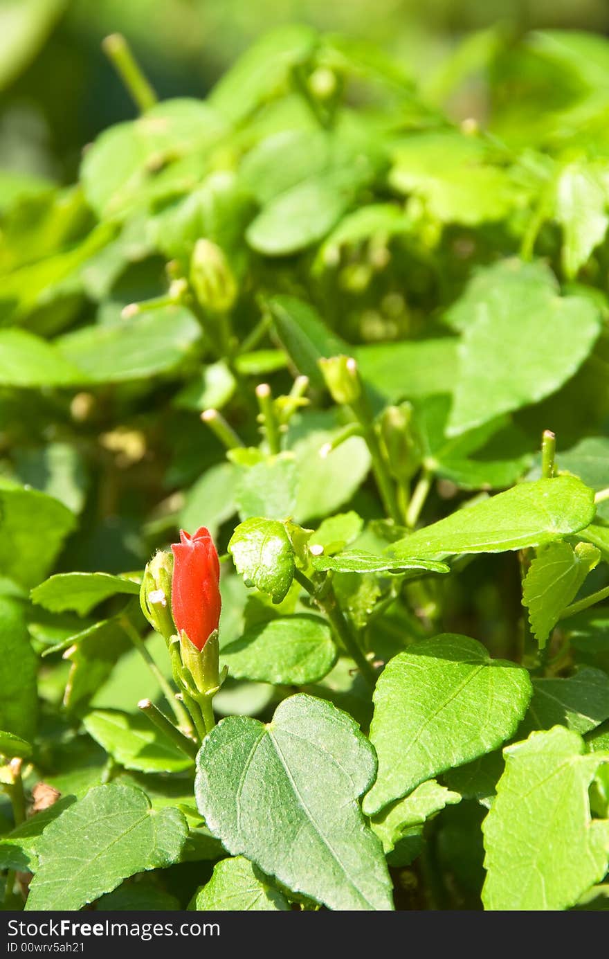 Small red flower in a garden setting