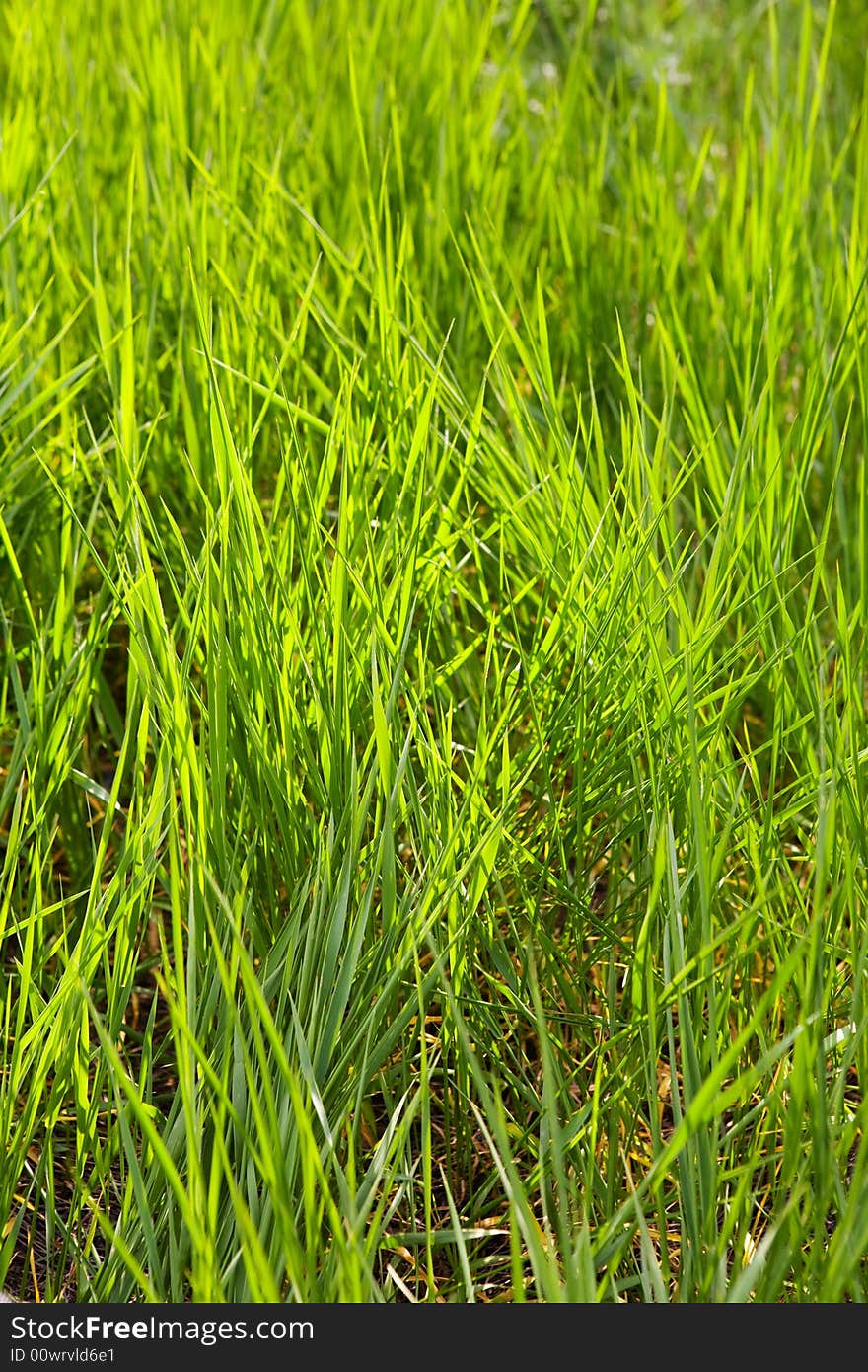 View of green grass in sunlight. View of green grass in sunlight