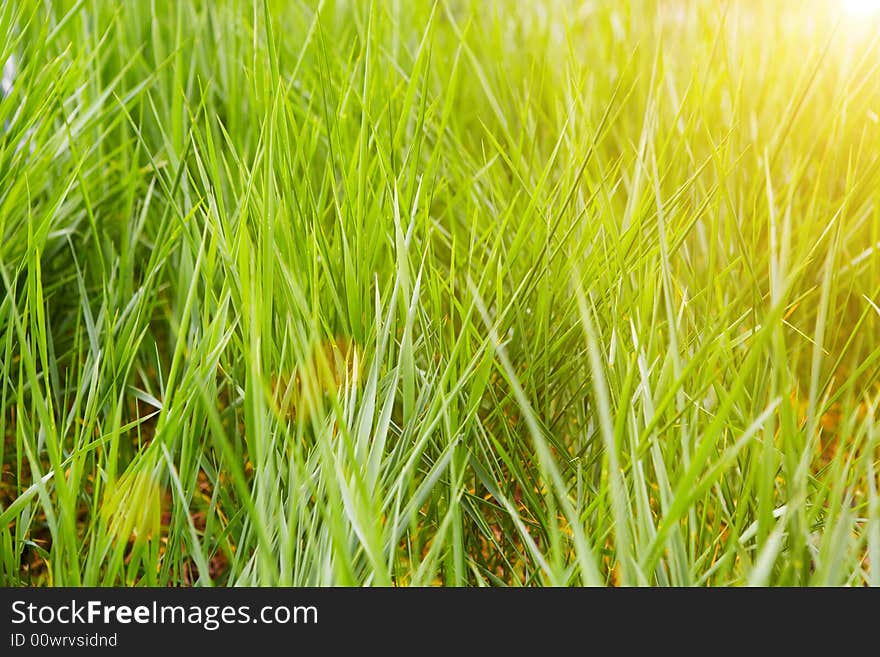 View of grass in sunset. View of grass in sunset