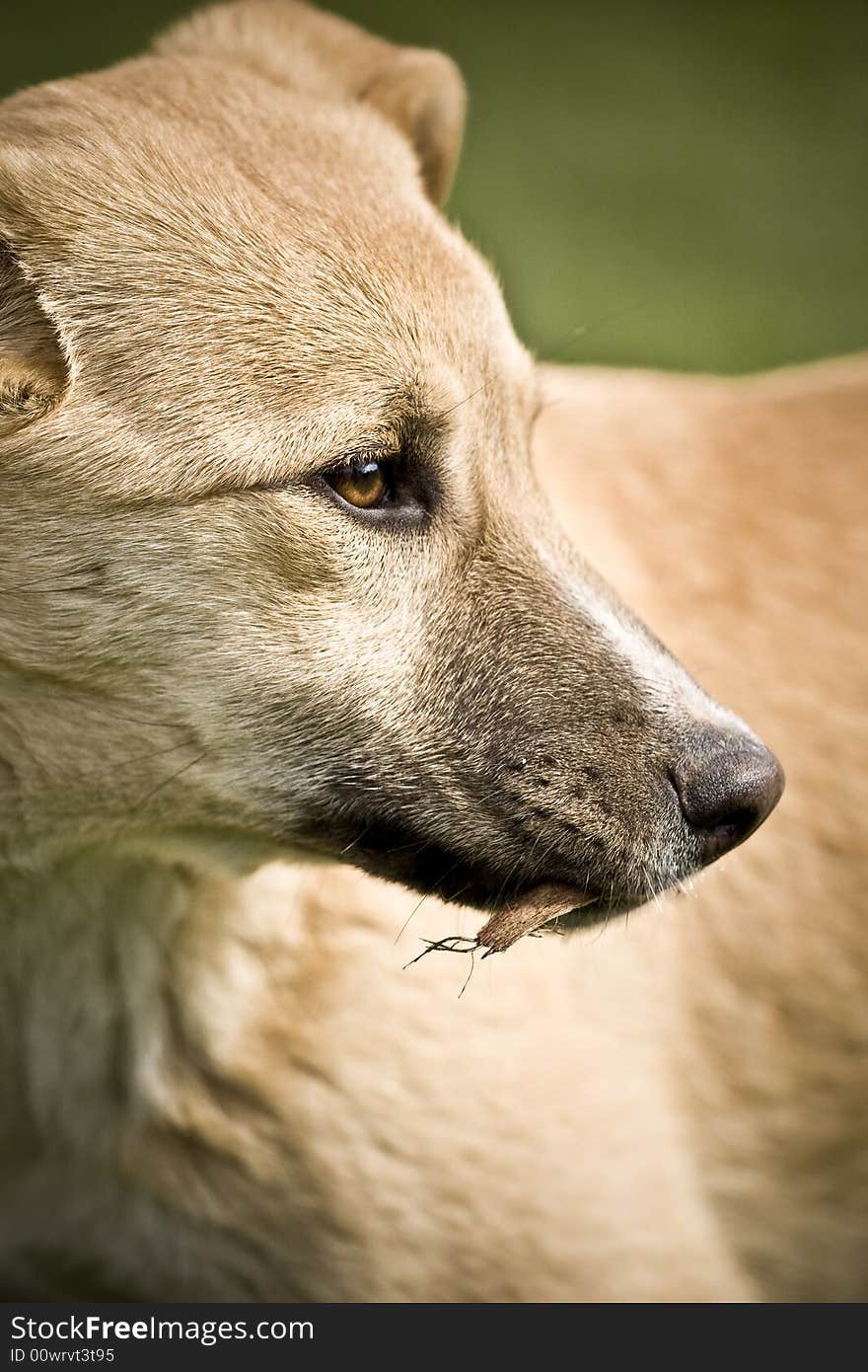 Portrait of a dog in the garden