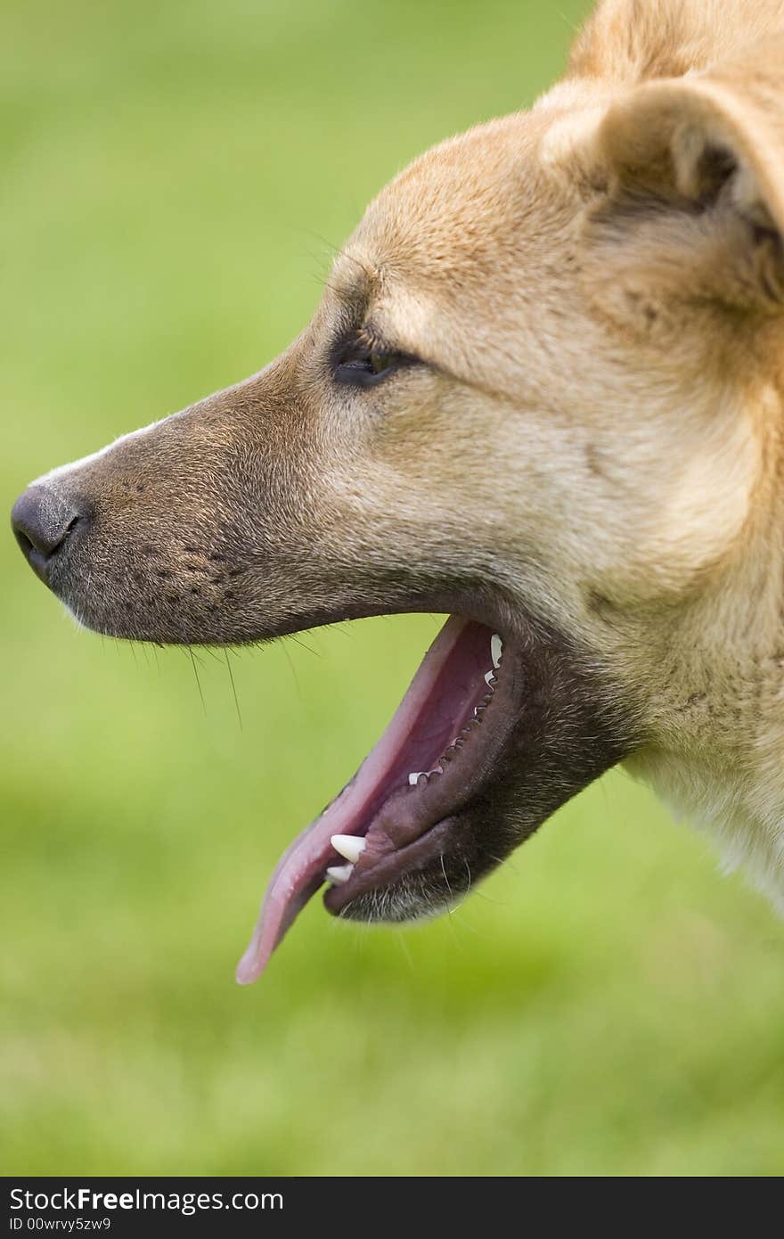 Portrait of a dog in the garden