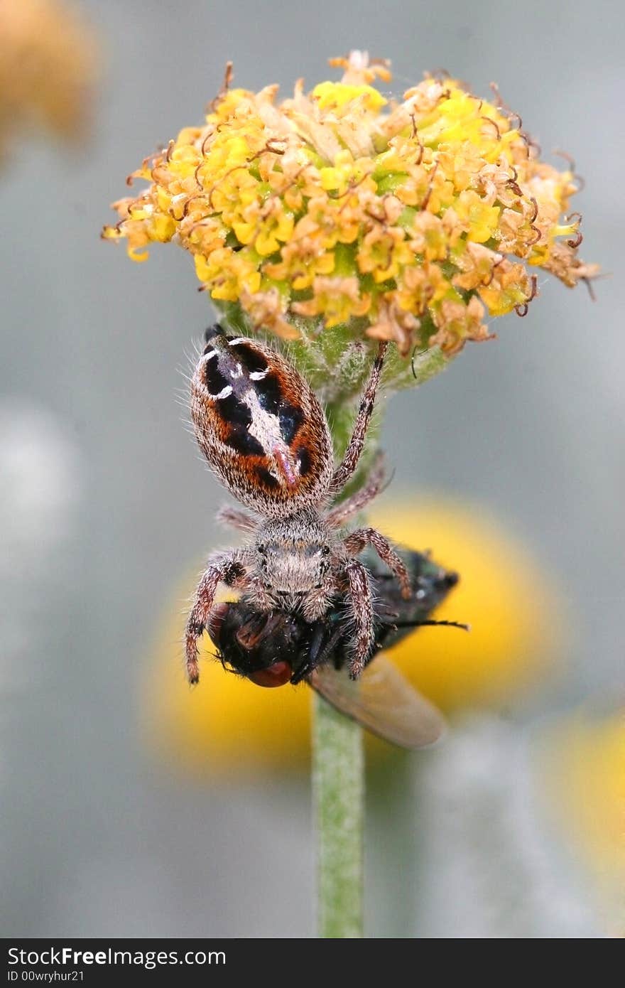 Spider Eating Fly