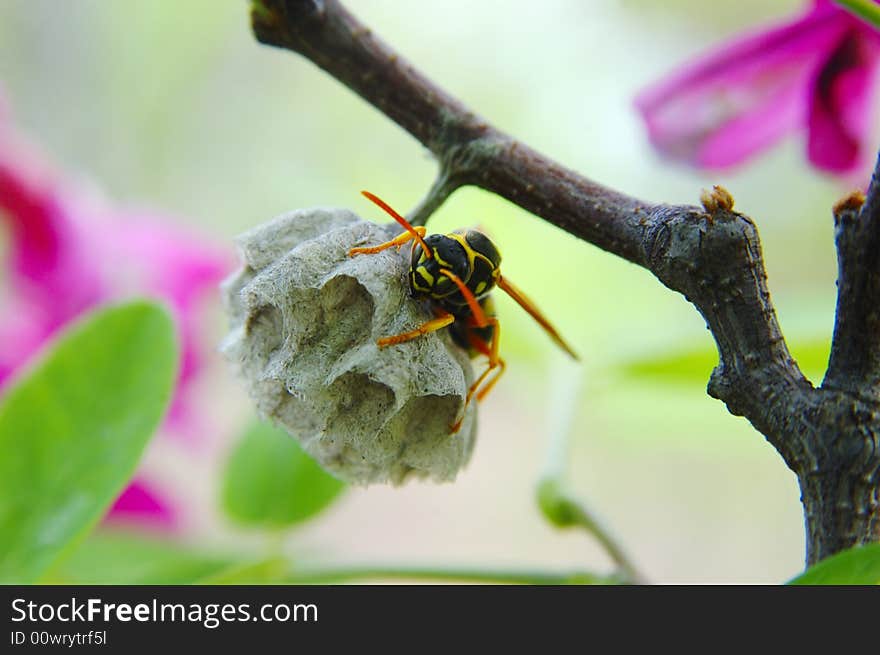 Hornet with honeycomb