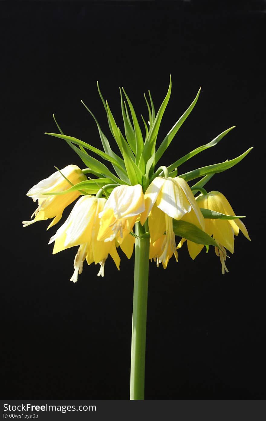 Fritillaria imperialis