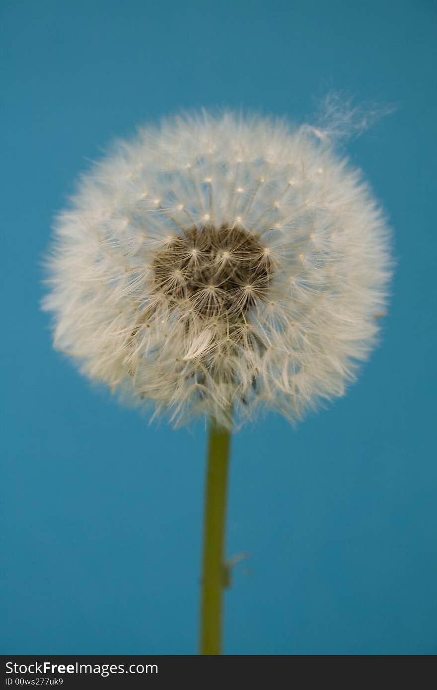 Dandelion on a blue background