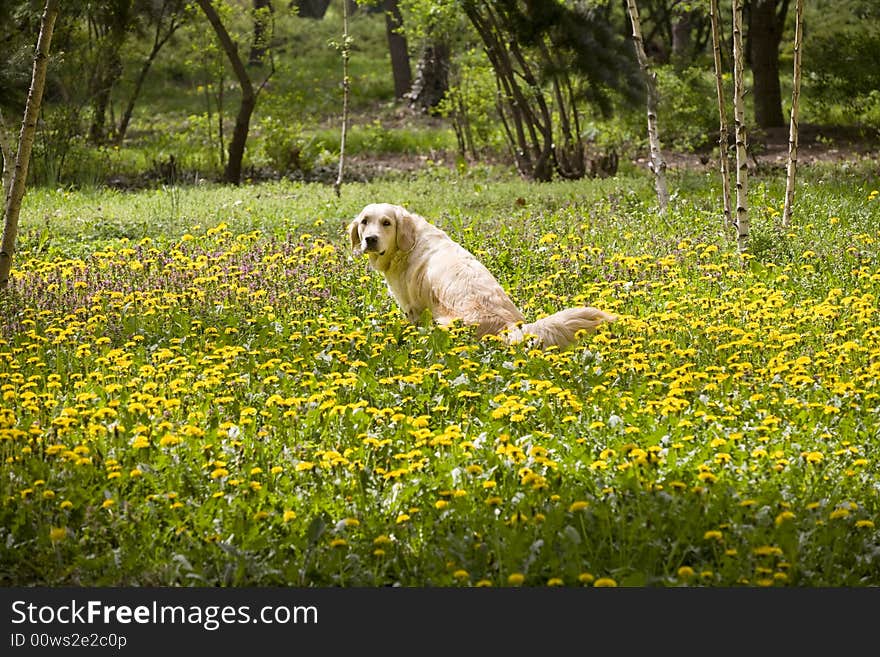 Golden retriever in the park