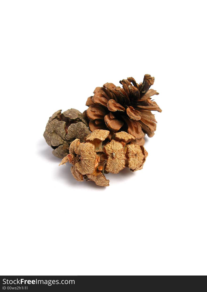 Three Pine Cones