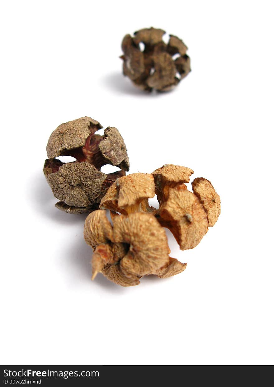 Three Pine Cones with white background