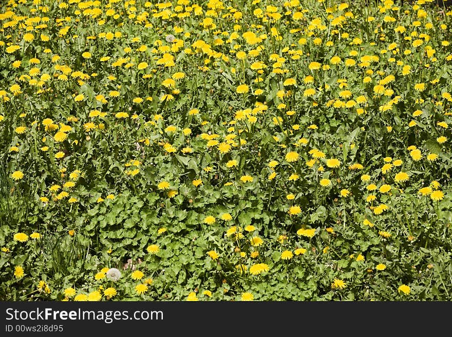 Meadow full with dandelion flowers. Meadow full with dandelion flowers