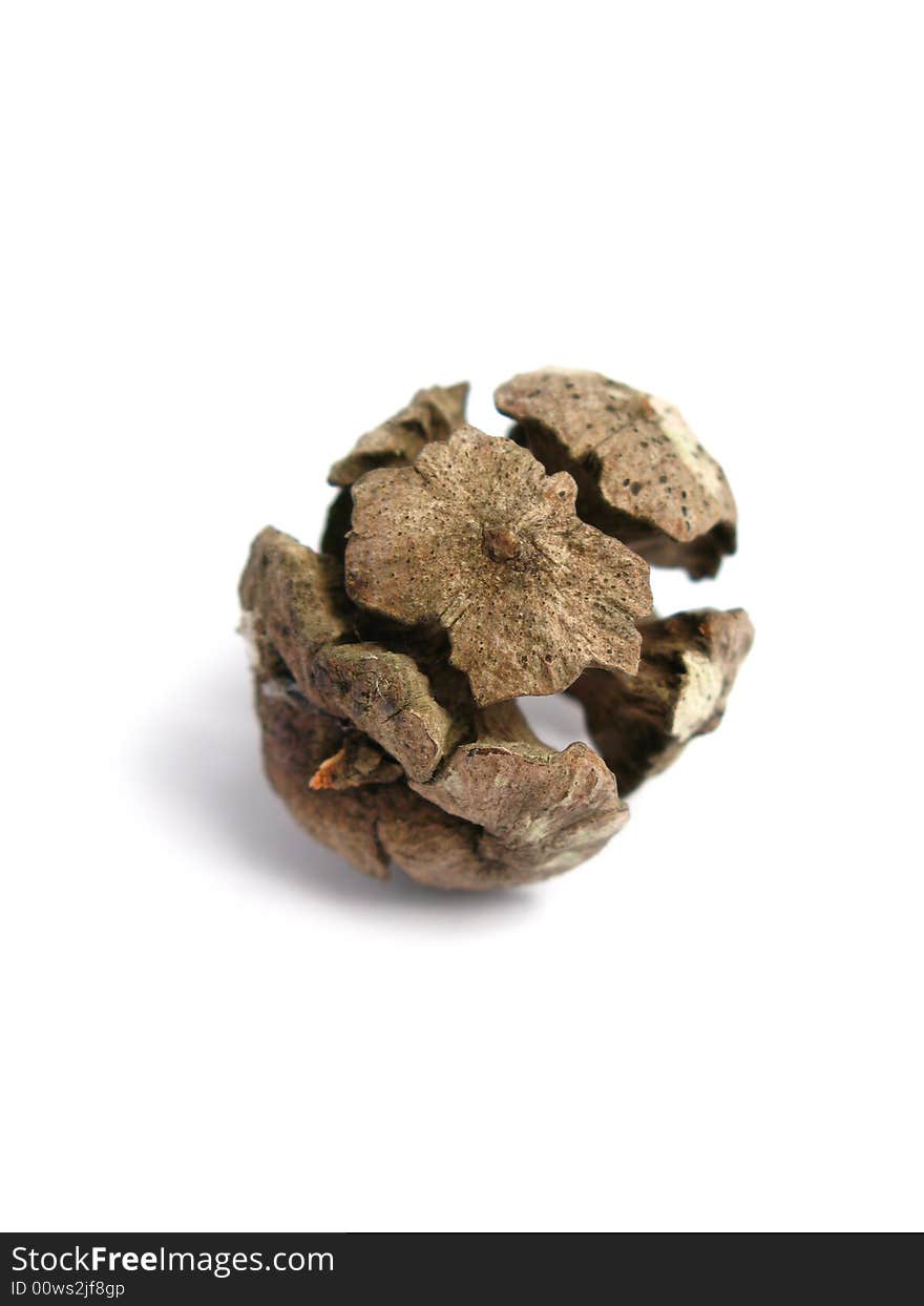 Black Pine Cone with white background