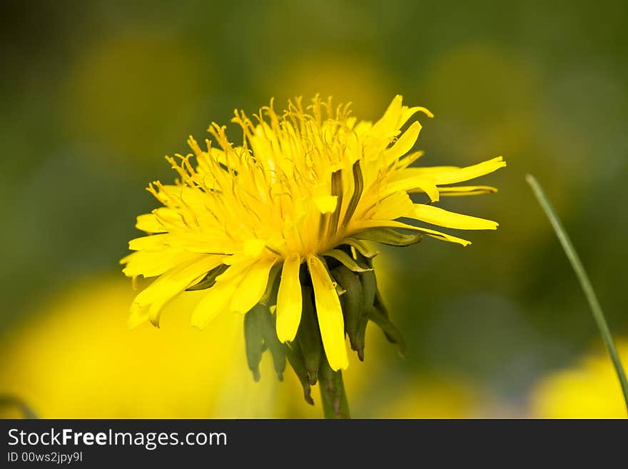 Dandelion flower