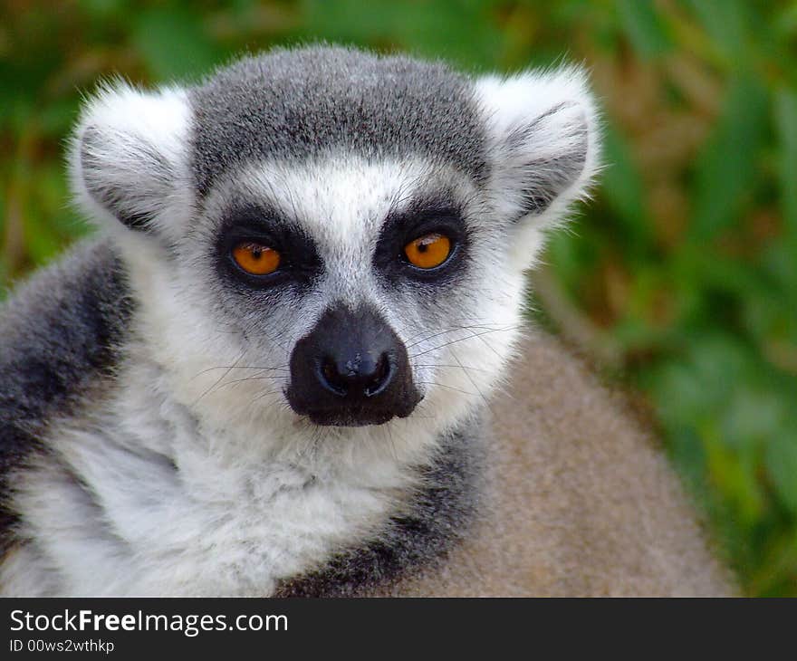 Lemur from Tenerife, Canarian isl.