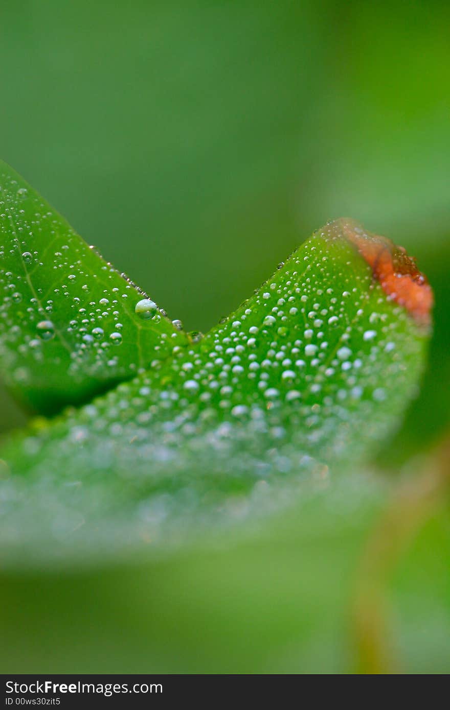 The dew falling on a leaf .looks very beautiful. The dew falling on a leaf .looks very beautiful