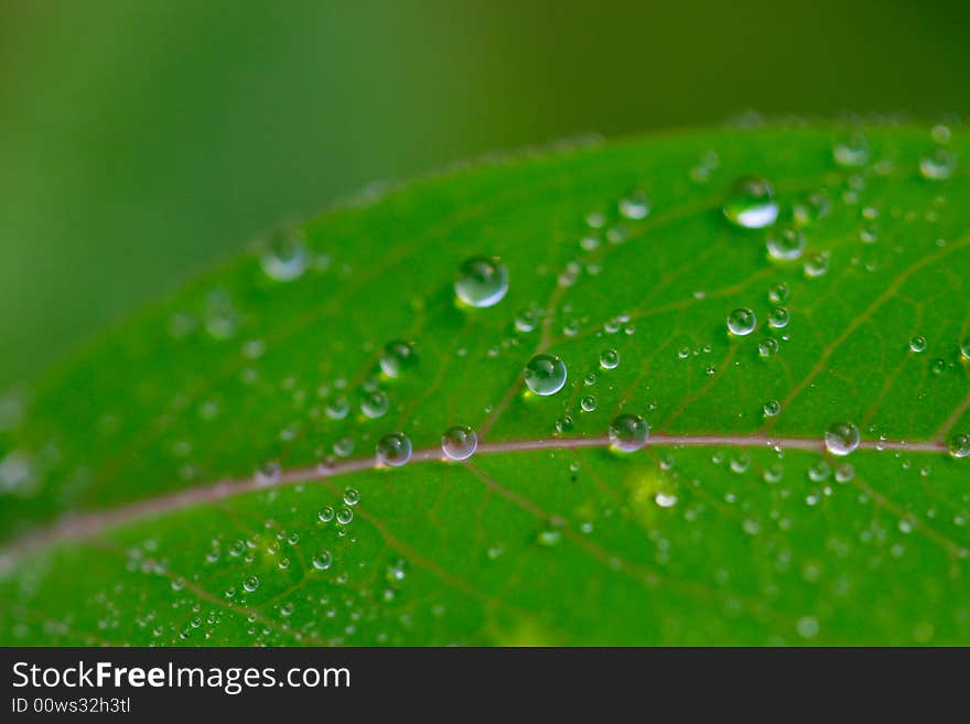 The dew falling on a leaf .looks very beautiful. The dew falling on a leaf .looks very beautiful