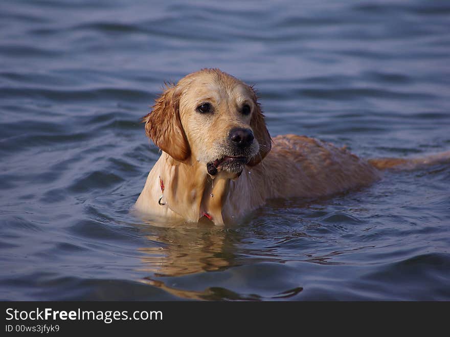 Curious dog swimming at the sea