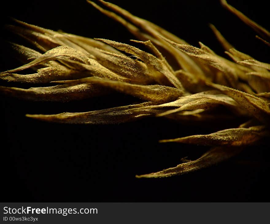 Dry ear of some weed