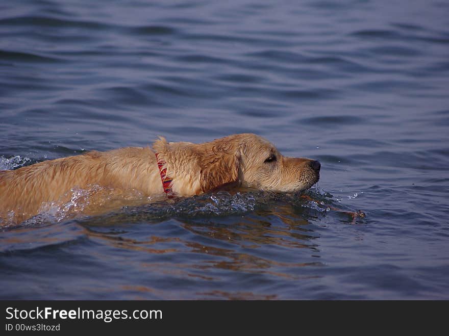 Cute dog swimming alone at the sea