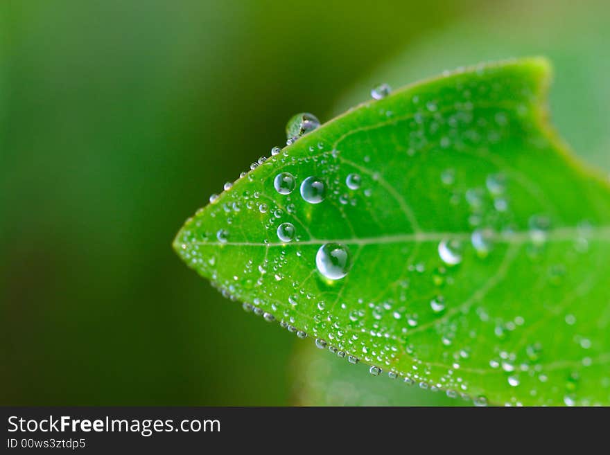 The dew falling on a leaf .looks very beautiful. The dew falling on a leaf .looks very beautiful