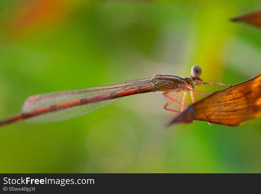 The dragonfly on a plant .waiting for the food . The dragonfly on a plant .waiting for the food .