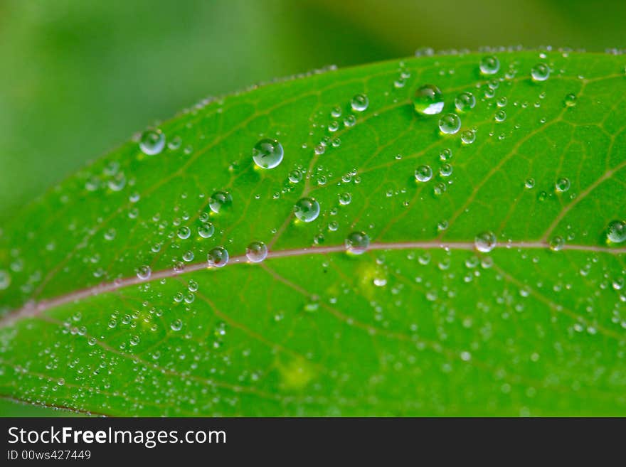 The dew falling on a leaf .looks very beautiful. The dew falling on a leaf .looks very beautiful