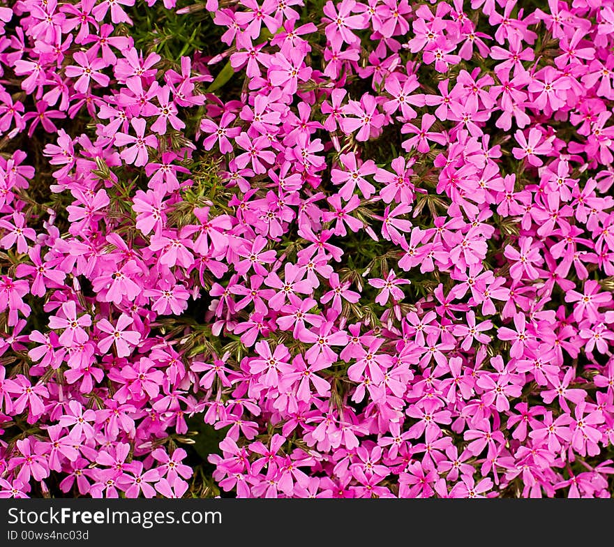 Floral background with pink flowers