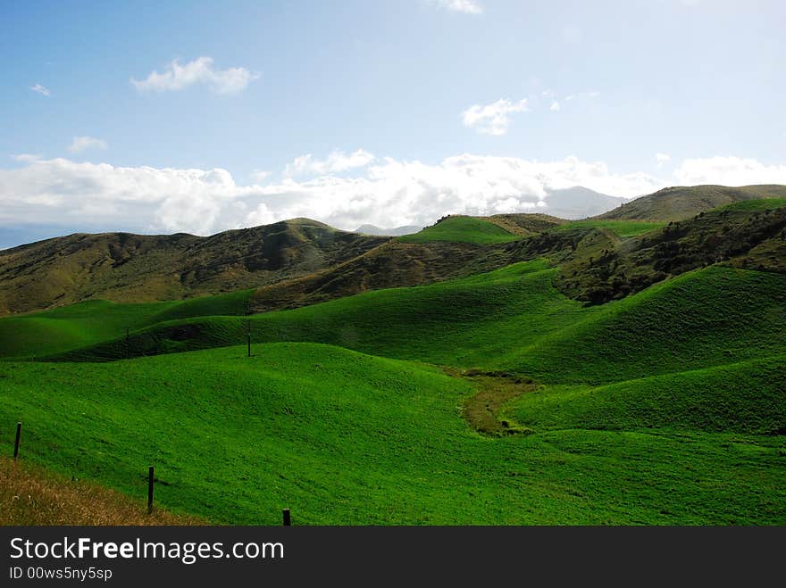 Pasture in the South Island, NZ