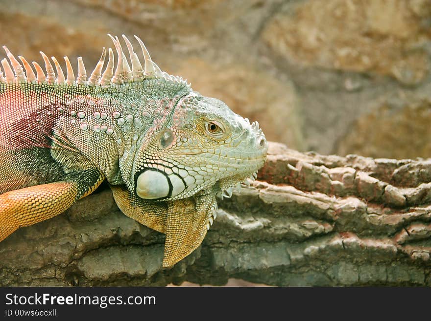 Iguana Lizard