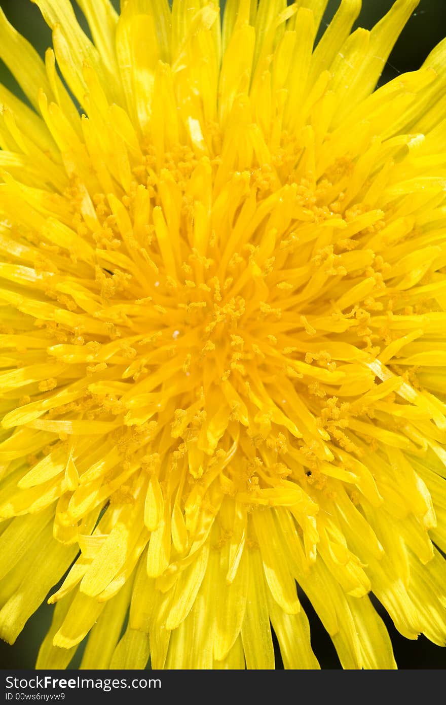 Dandelion flower