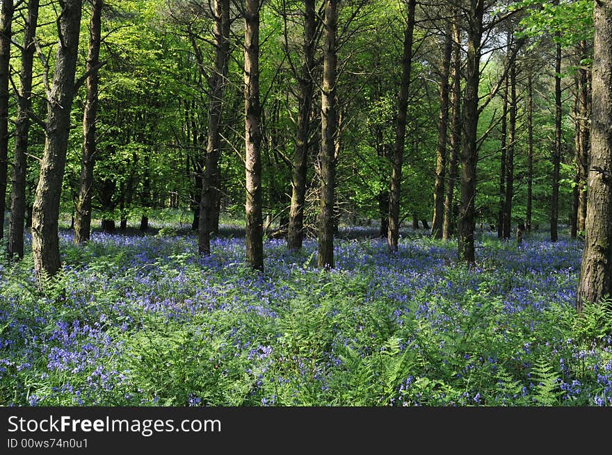 Woods with bluebells and ferns near Dorchester. Woods with bluebells and ferns near Dorchester