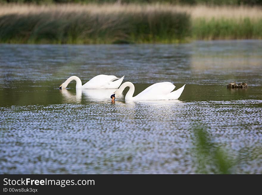 Two Swans