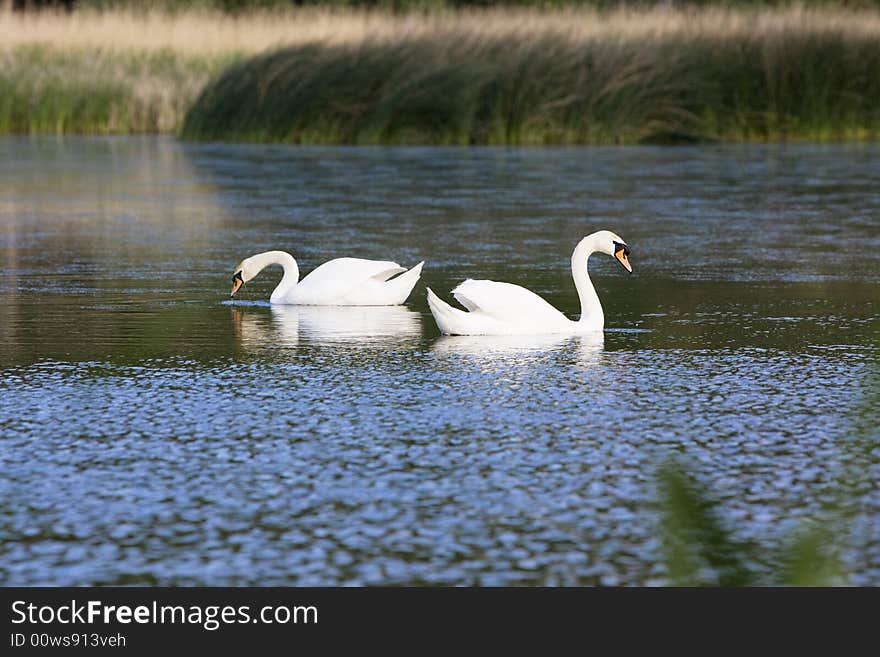 Two swans