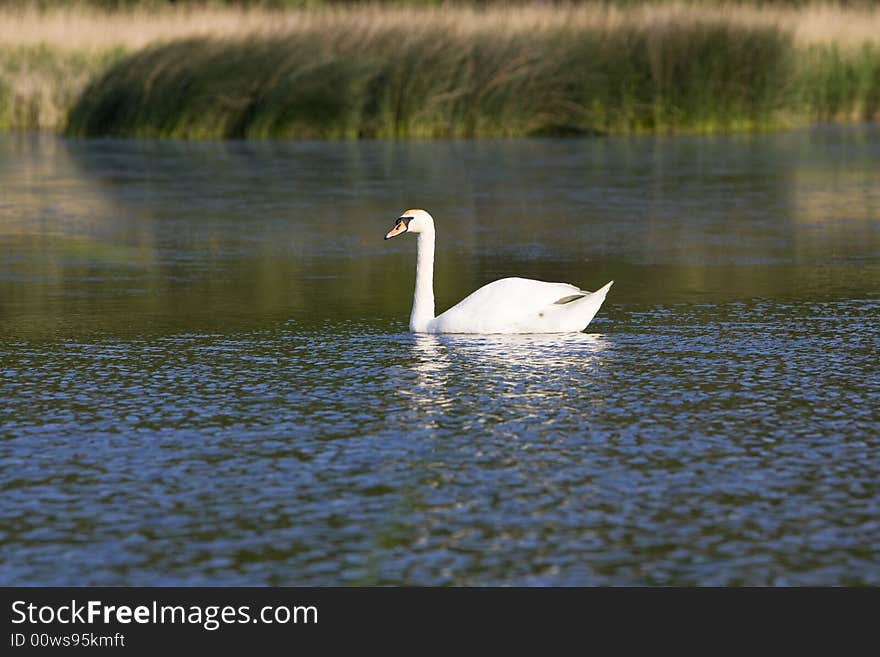 Swan in the water