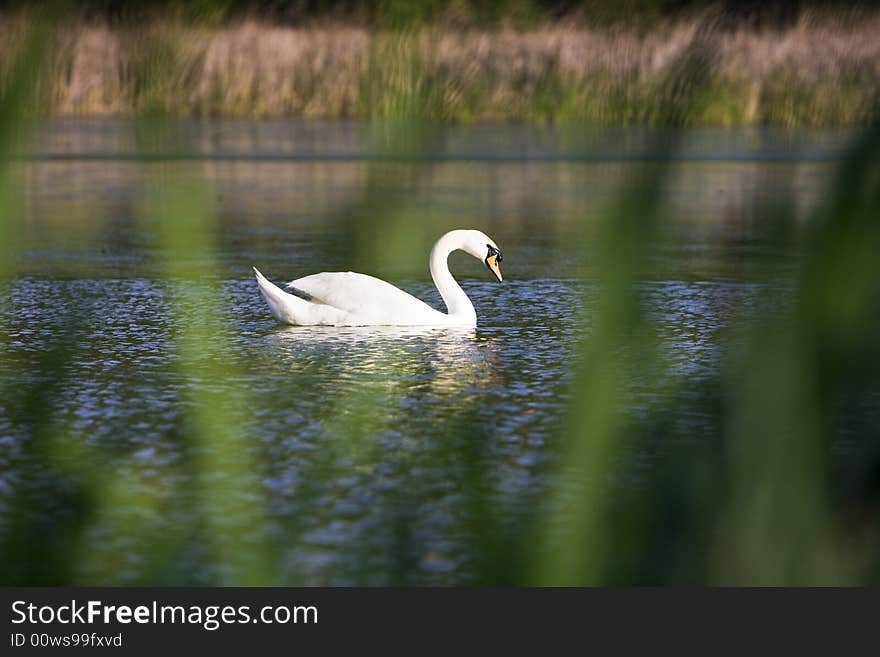 Swan In The Water