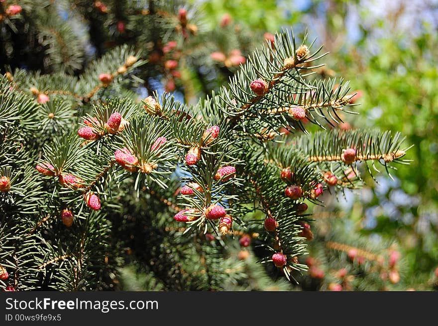 Coniferous Flowers