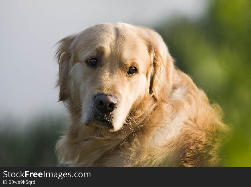 Golden Retriever