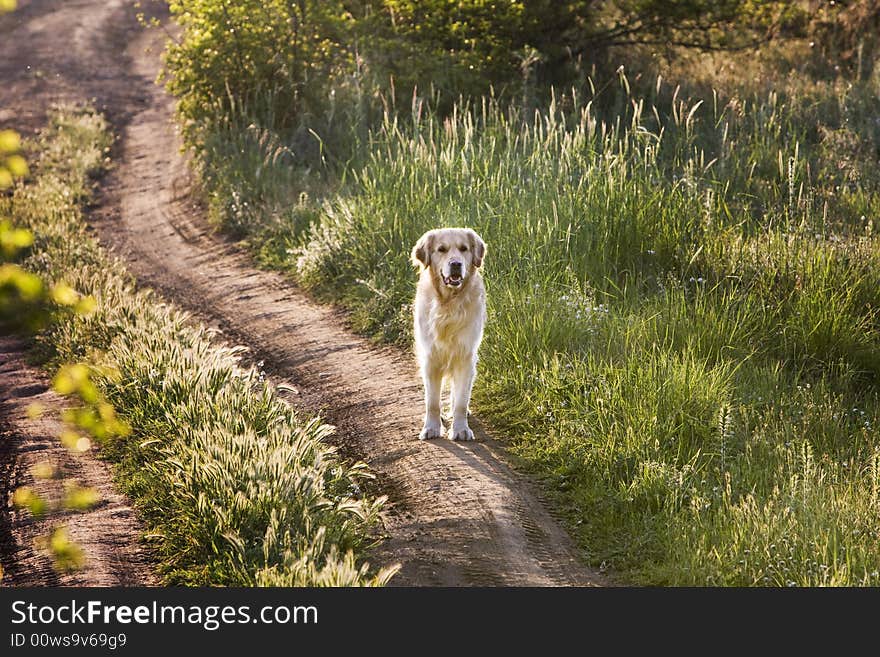 Golden retriever on the beach