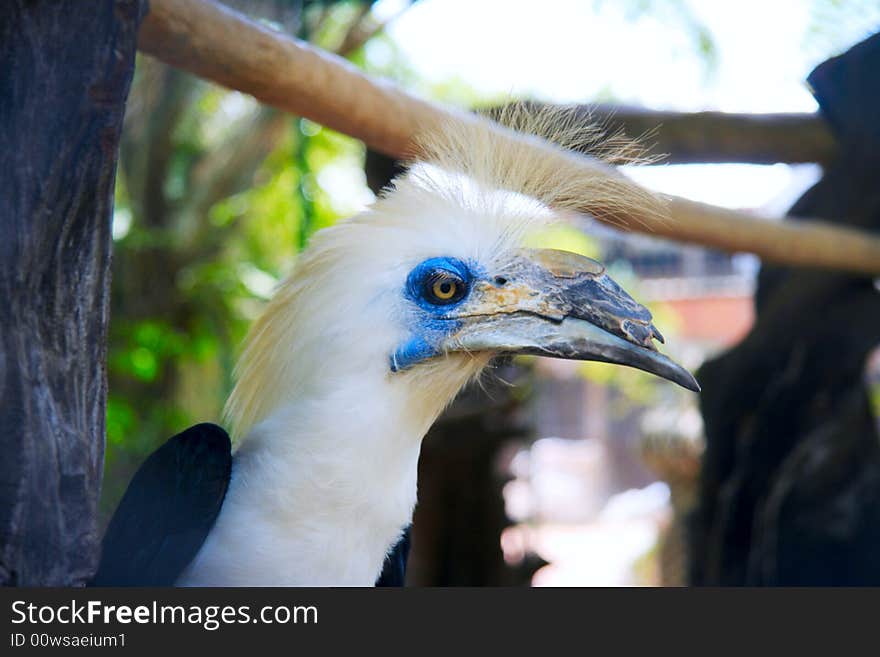 Big ecotical parrot in a jungle.