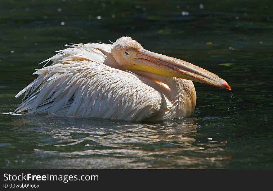 Pelican taking a wild refreshing