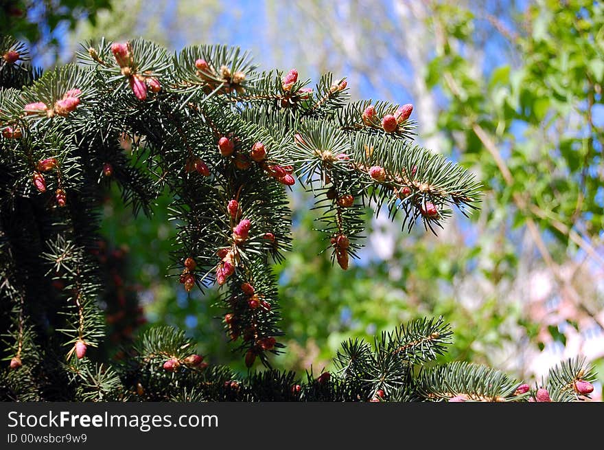 Spruce branch with flowers