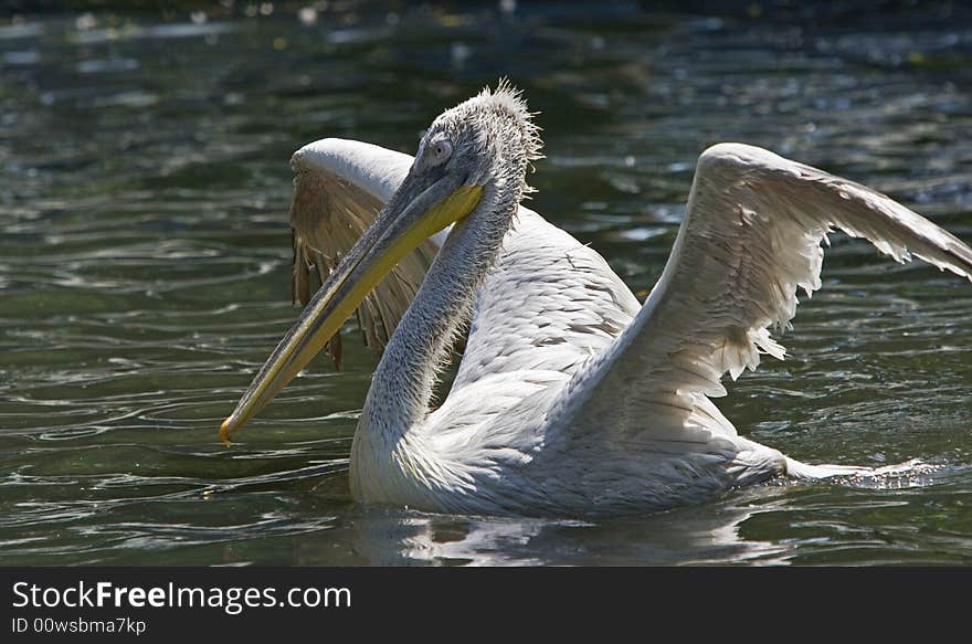 Pelican taking a wild refreshing