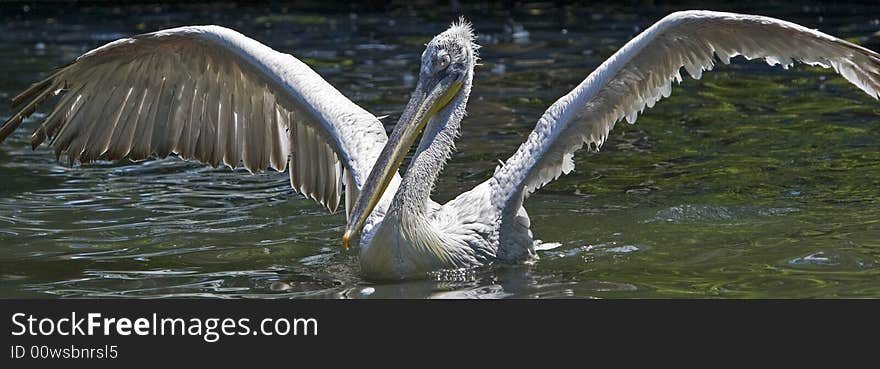 Pelican taking a wild refreshing